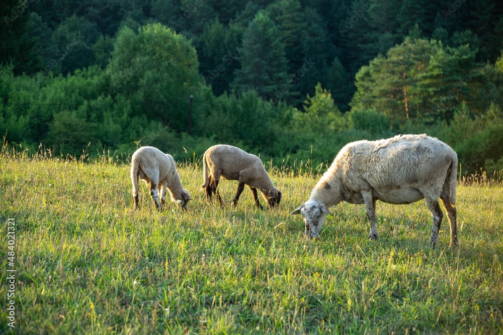 Sheep on the meadow eating grass in the herd during colorful sunrise or sunset. Slovakia