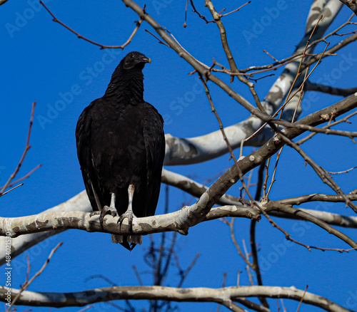 A black vulture sitting on a sycamore limb against a brilliant, blue sky.