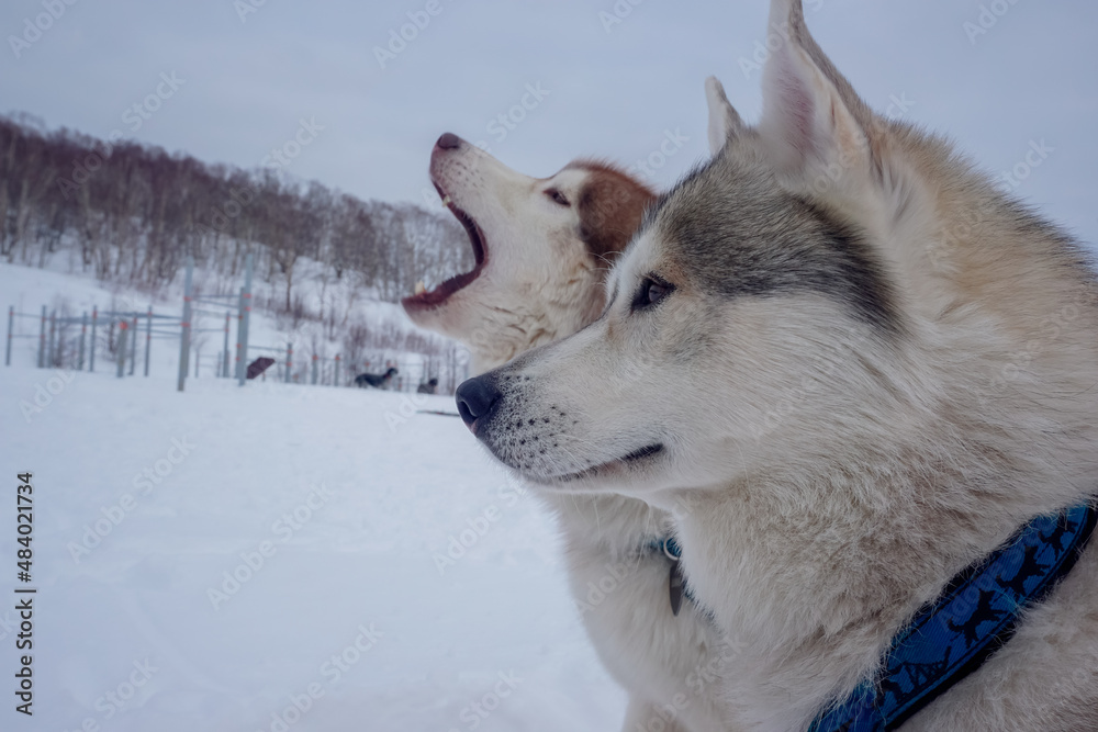 Obraz premium White dogs at the traditional Beringia race