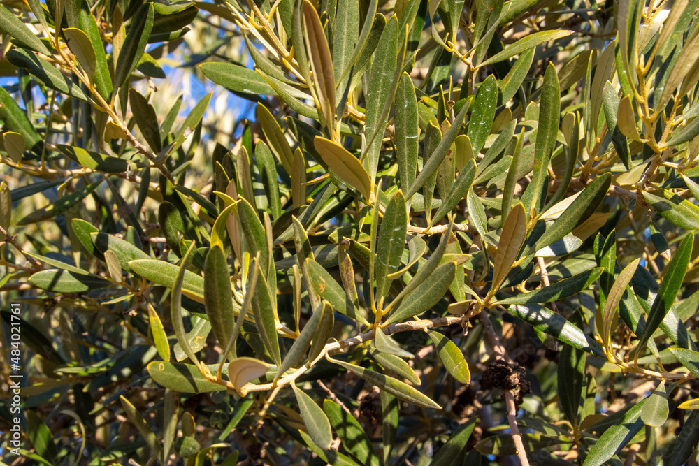 Hojas de olivo Hojas de olivo