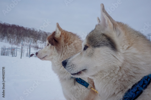 White dogs at the traditional Beringia race photo