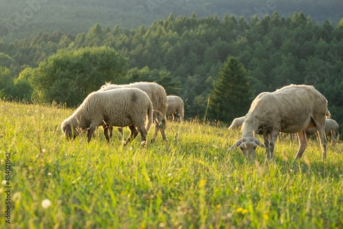 Sheep on the meadow eating grass in the herd during colorful sunrise or sunset. Slovakia