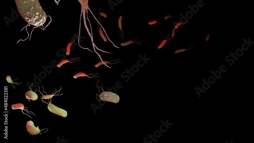 Helicobacter pylori animation microaerophilic bacterium which infects various areas of the stomach and duodenum. microvilli surface. bacteria and viruse. 3d render	 photo