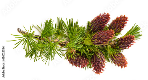 Larch branch with cones photo