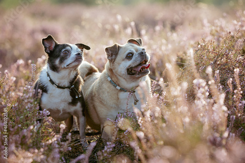 Two dog friends looking up expectantly up right7