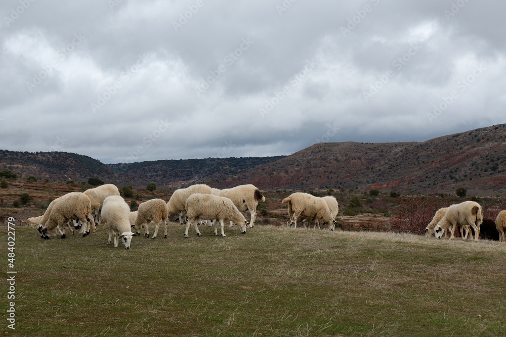 sheep in the mountains