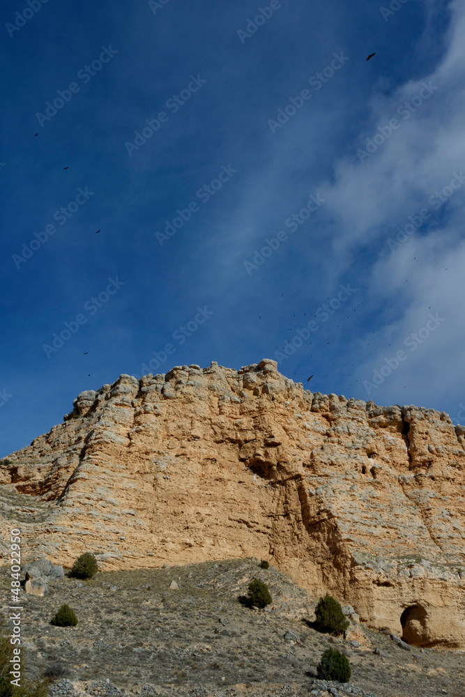 Fototapeta premium The natural park of Hoces del Río Riaza is located in the northeast of the province of Segovia. Spain's griffon vulture reserve and Natura 2000 network.