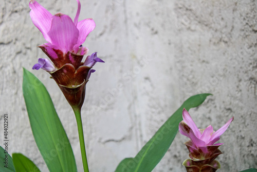 Pink Curcuma Alismatifolia Flower Blooming In A FlowerBed.	 photo