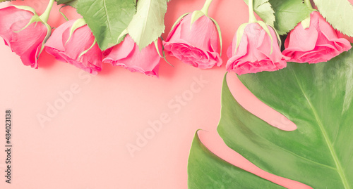 Red rose on a pink background