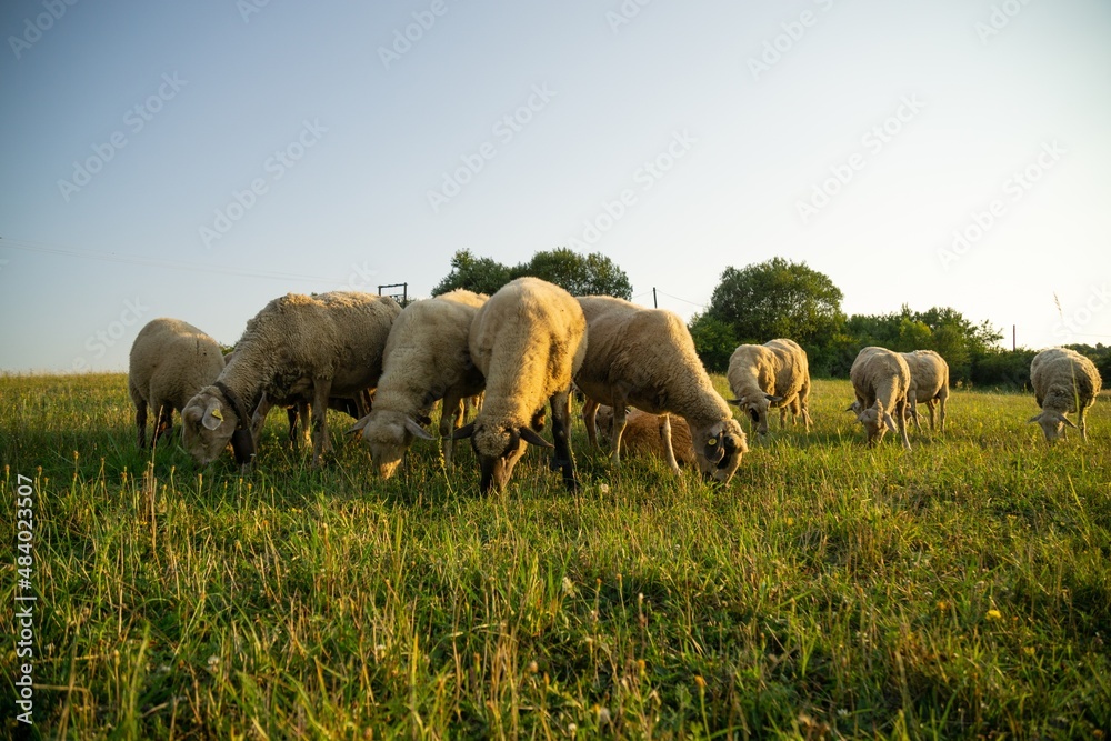 Sheep on the meadow eating grass in the herd. Slovakia Sheep on the meadow eating grass in the herd. Slovakia