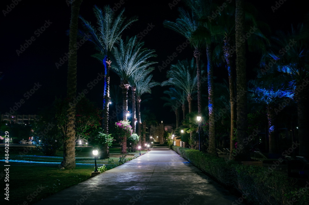 Night view walkway with tropical palm trees in the light of the lantern. Night tropical park with palms and lanterns