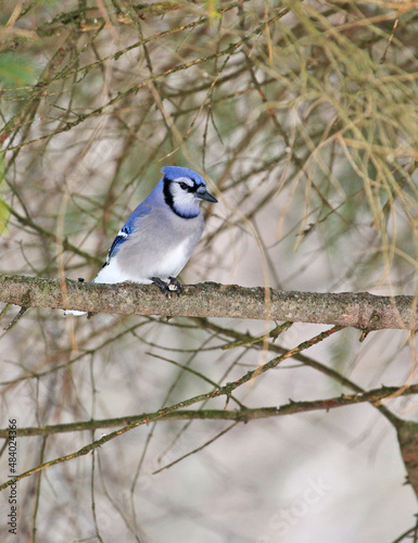 A colorful bluejay on a winter morning.