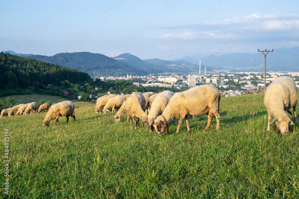 Sheep on the meadow eating grass in the herd. Slovakia