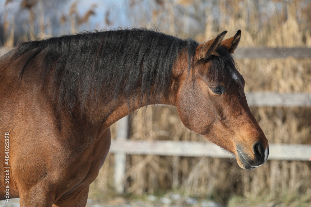Fototapeta premium Arabian horse mare portrait