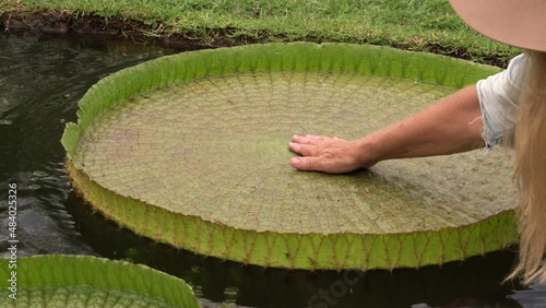 Gardening and garden design. View of a female gardener touching a giant Victoria cruziana floating leaf, growing in a pond in the garden. photo