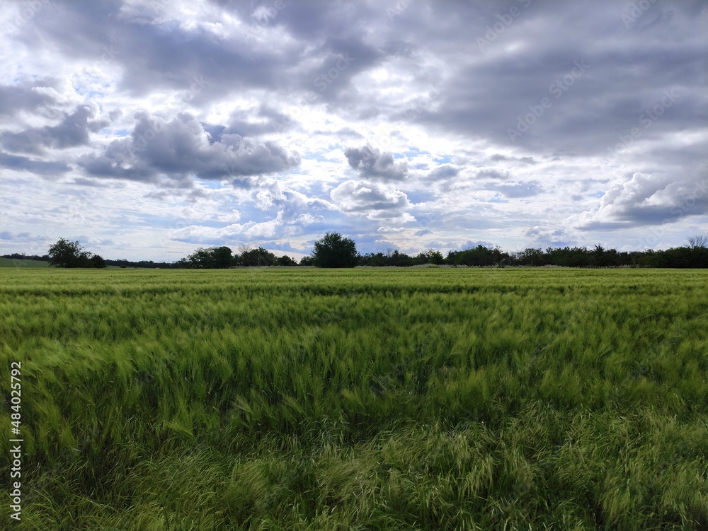 Field of young wheat that sways in the wind and clouds on the sky