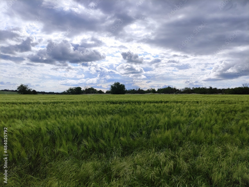 Field of young wheat that sways in the wind and clouds on the sky Field of young wheat that sways in the wind and clouds on the sky