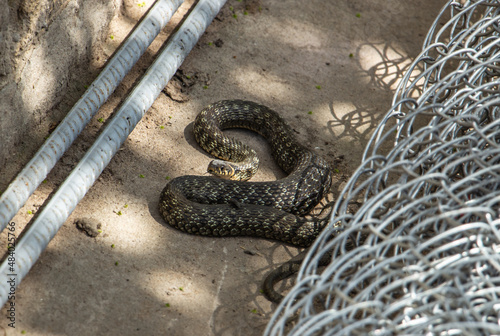 long brown non-venomous snake in the yard photo