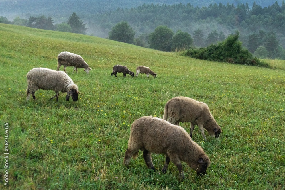 Sheep on the meadow eating grass in the herd. Slovakia Sheep on the meadow eating grass in the herd. Slovakia