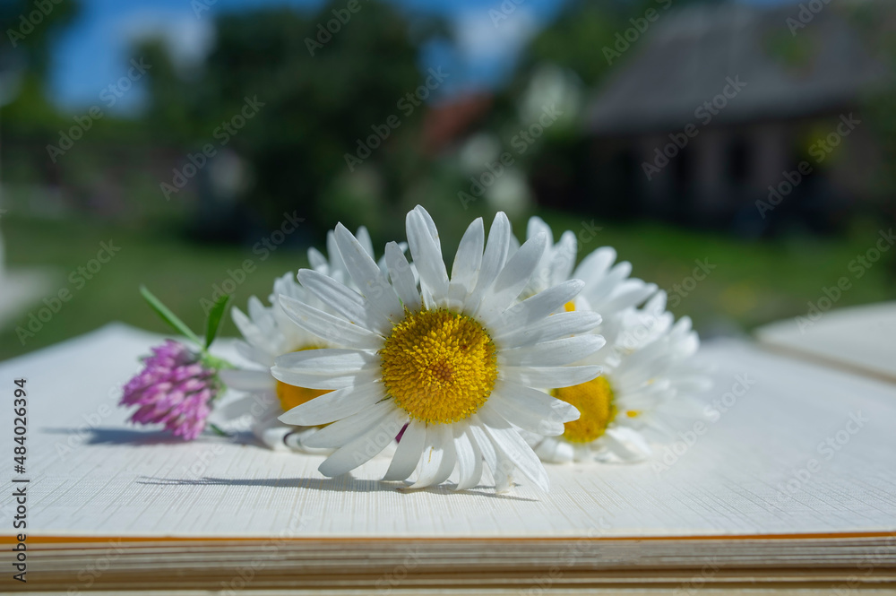 Obraz premium Meadow flowers bouquet of chamomile and clover lie on the pages of an open album.