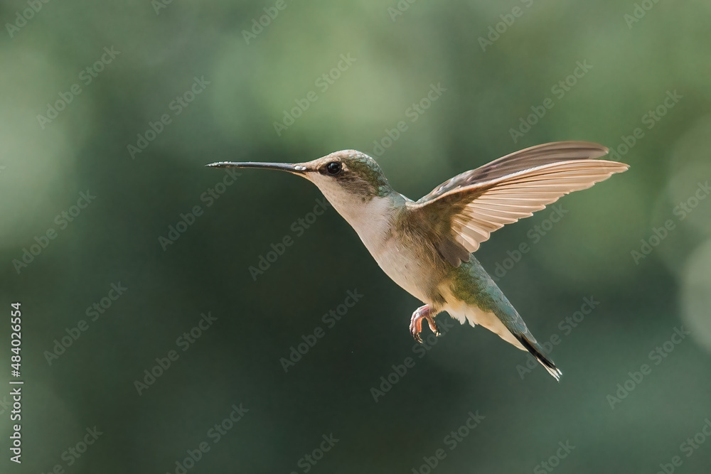 Fototapeta premium hummingbird in flight
