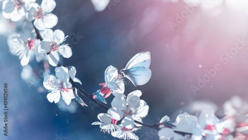 A fragile white butterfly in a blooming cherry orchard. Spring gentle natural image.