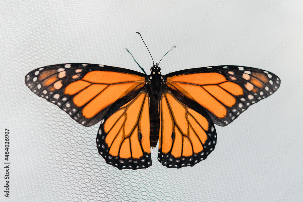 Fototapeta premium Monarch