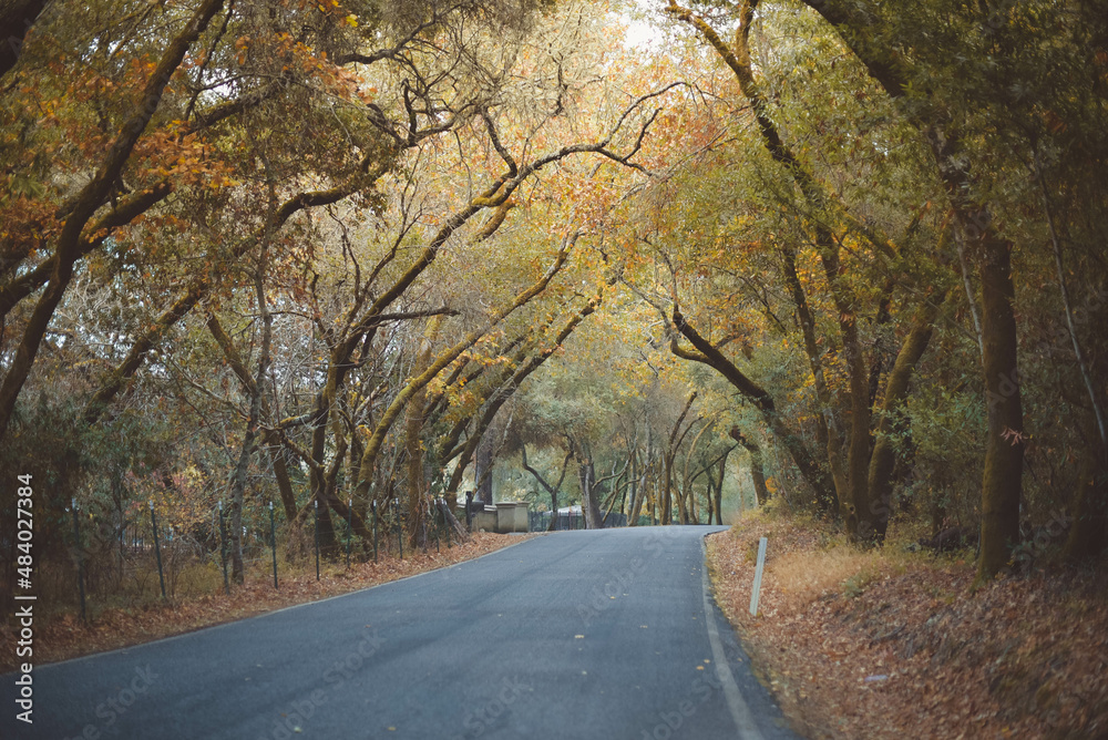 Obraz premium Autumn drive