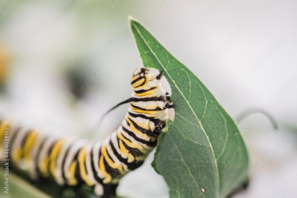 Naklejka premium Monarch Caterpillar