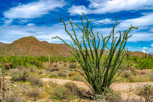 An ocotillo in the Arizona desert produces leaves after a rain photo