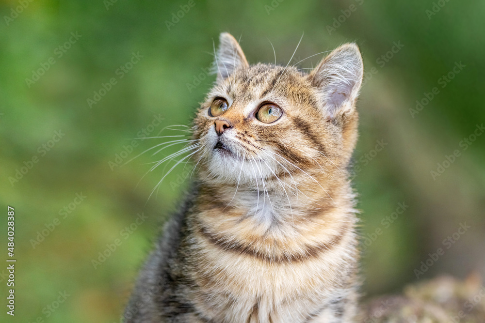 Small kitten with an inquisitive look on a background of green grass, portrait of a kitten on a blurred background