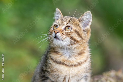 Small kitten with an inquisitive look on a background of green grass, portrait of a kitten on a blurred background © Volodymyr