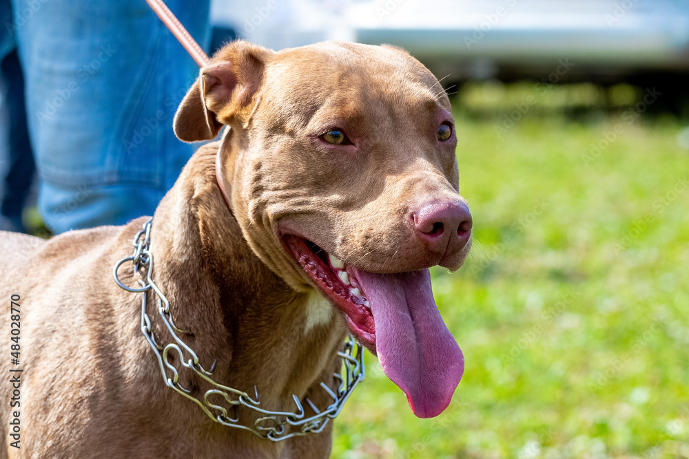 Large dog breed american pit bull terrier on a leash near his master Large dog breed american pit bull terrier on a leash near his master