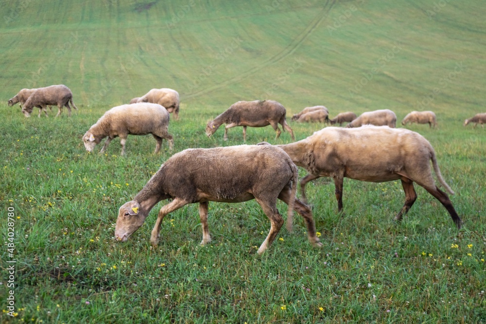 Sheep on the meadow eating grass in the herd. Slovakia Sheep on the meadow eating grass in the herd. Slovakia