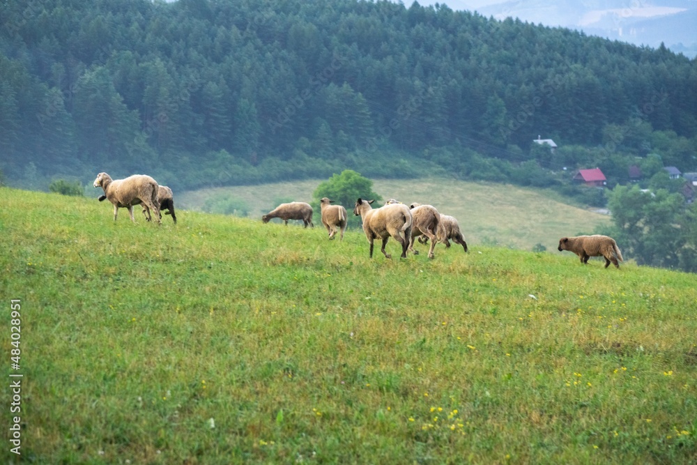 Fototapeta premium Sheep on the meadow eating grass in the herd. Slovakia