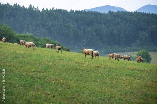 Sheep on the meadow eating grass in the herd. Slovakia