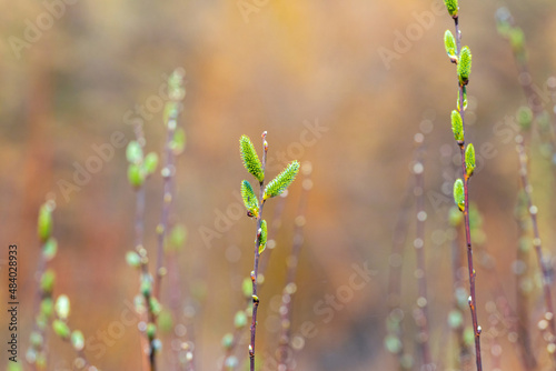 Willow branches with green catkins on a blurred background in sunny weather