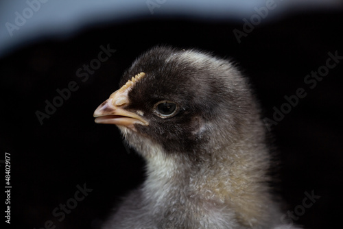 Little black and gray chick on a black background