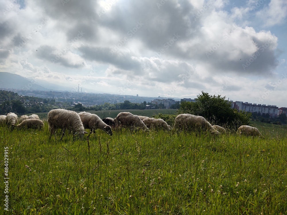 Obraz premium Sheep on the meadow eating grass in the herd. Slovakia