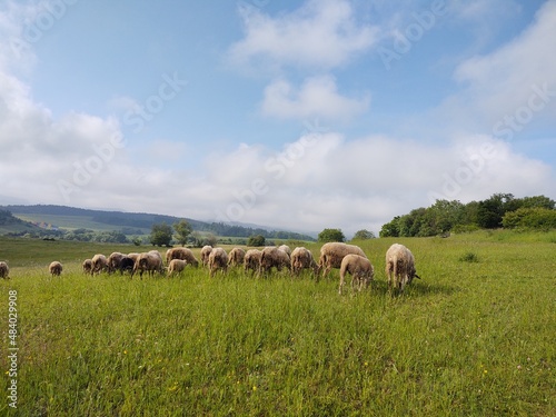 Sheep on the meadow eating grass in the herd. Slovakia