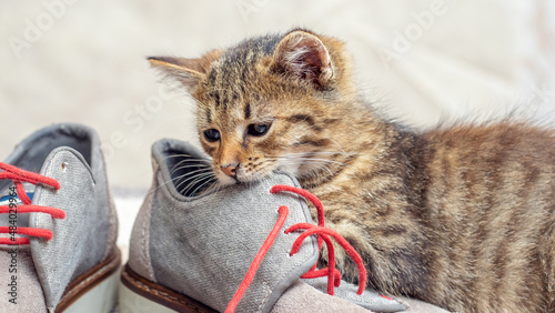 Photography A small kitten is playing with shoes. A small cat bites a shoe