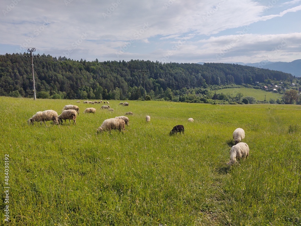 Sheep on the meadow eating grass in the herd. Slovakia