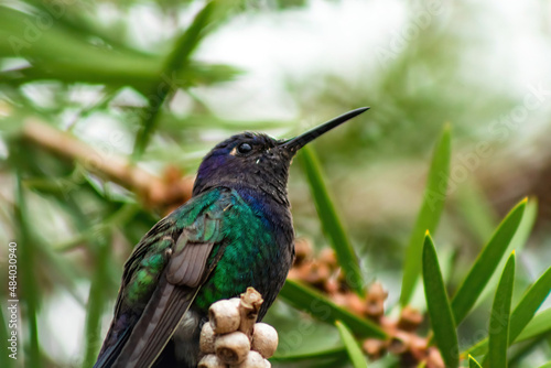 Swallow-tailed Hummingbird (Eupetomena macroura) on a branch between the leaves, in Brazil