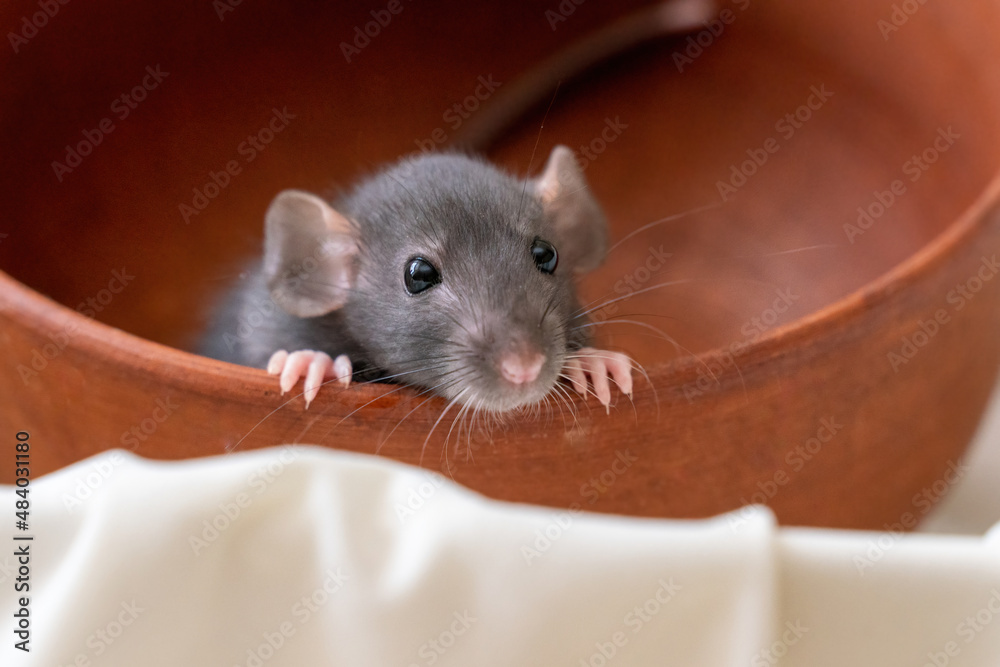 The head of a gray Dumbo rat on a white background, she sits in a clay plate and looks out, putting her front paws on the edge The head of a gray Dumbo rat on a white background, she sits in a clay plate and looks out, putting her front paws on the edge
