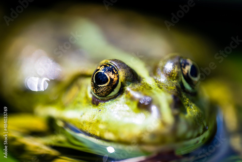 portrait of a green frog with focus on eye © vartzbed