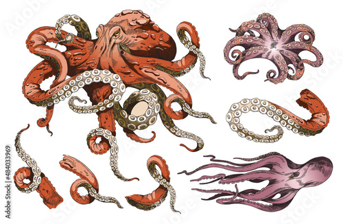 Red Octopus realistic vector sketch illustration. Three various krakens, squids and isolated tentacles vintage drawing. photo