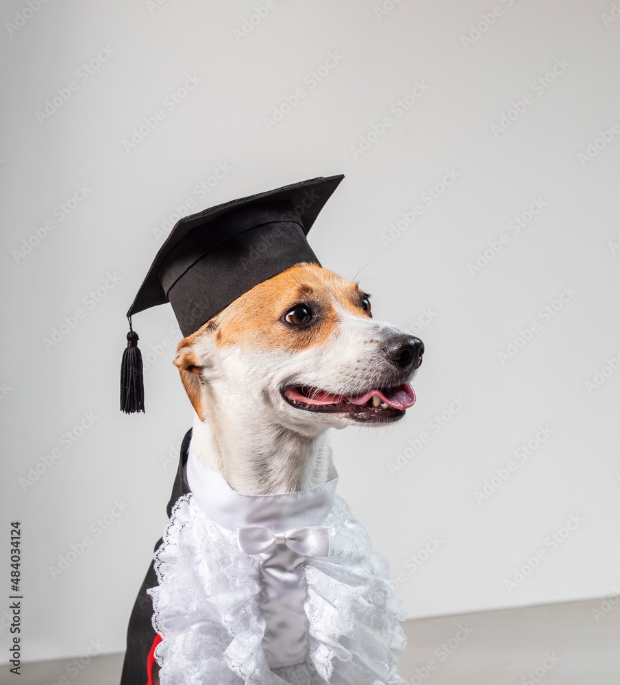 CAISANG 2Pack Pet Graduation Caps Bandana with Yellow Tassel India | Ubuy