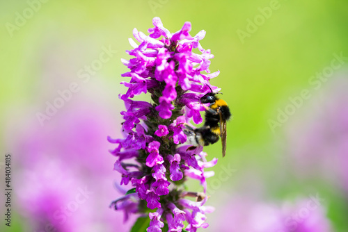 bee on flower © vartzbed