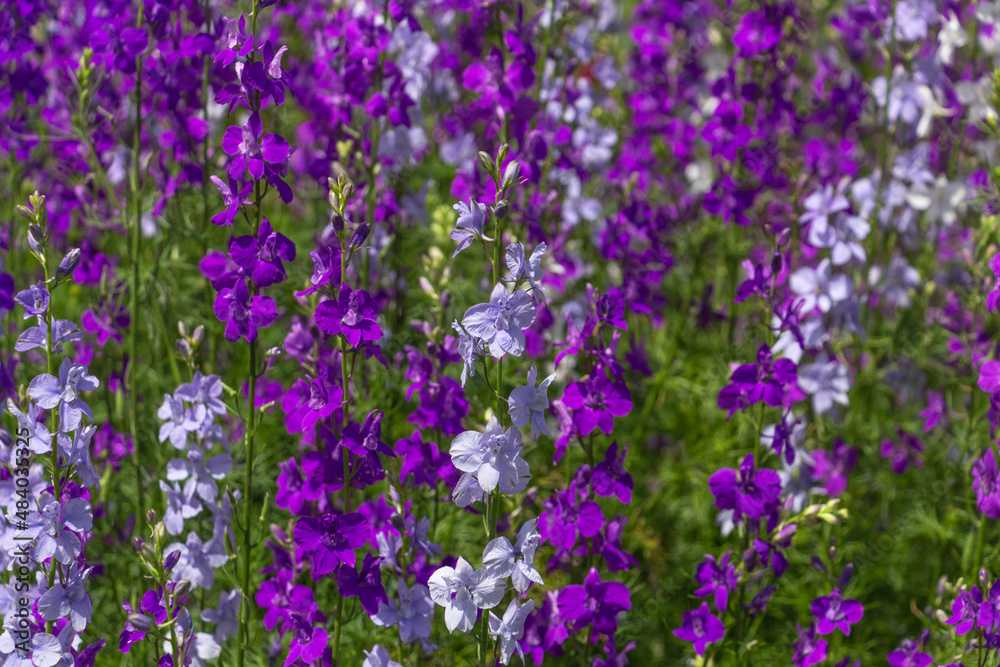 Delphinium blooms in the garden, bright blue, purple flowers Delphinium blooms in the garden, bright blue, purple flowers