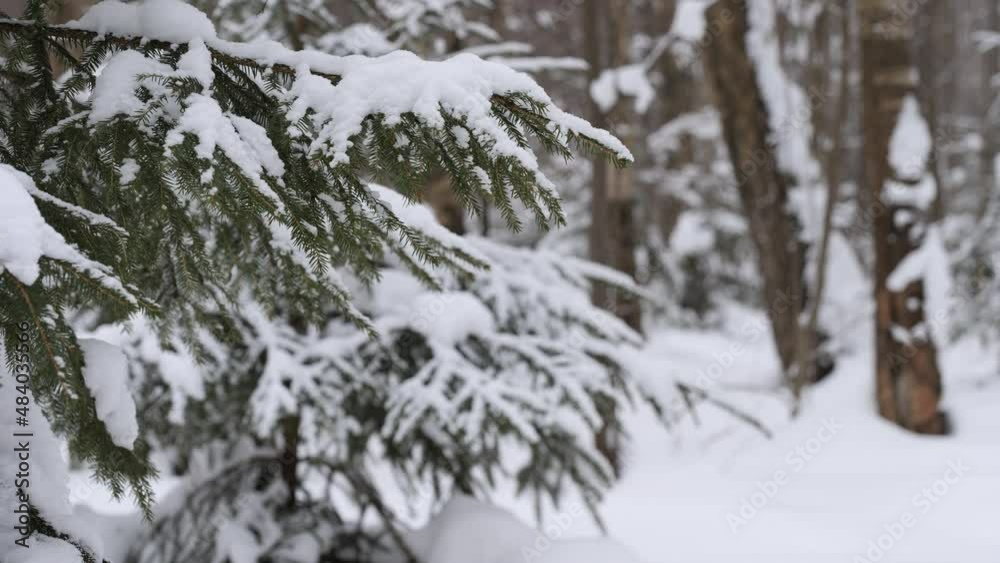 Spruce trees covered with fresh snow in the winter forest. Spruce trees covered with fresh snow in the winter forest.
